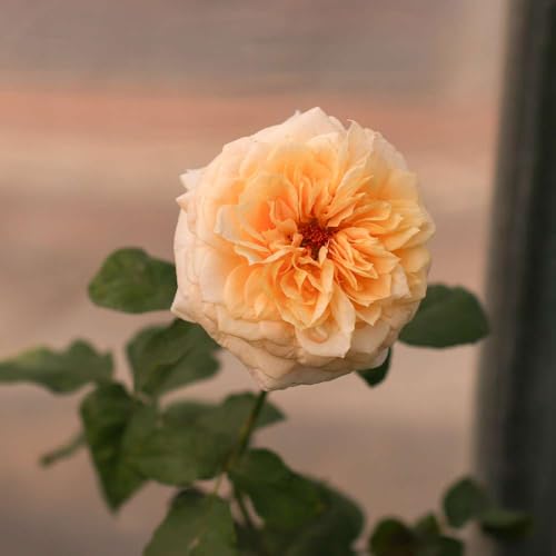 Heirloom Hybrid Tea Roses (Beryl Bach)