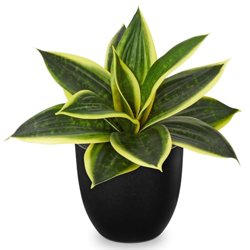 Artificial Snake Plants 9" Faux Agave Succulent Plant Potted in Black Pot Fake Sansevieria Aloe Tropical Plant for Desk Modern Office Home Bathroom Indoor Outdoor Decor