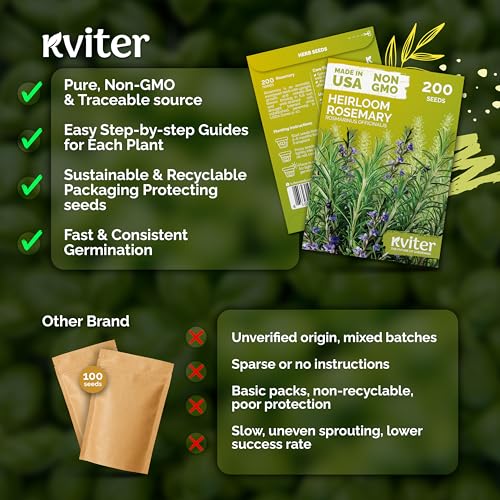 200 Rosemary Heirloom Herb Seeds for Planting