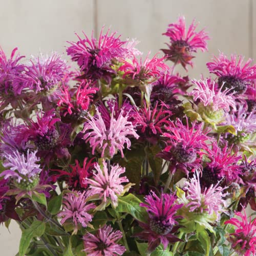 Grow Your Own Vibrant Wildflower Garden Mixture (100 Count)