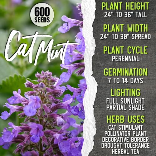 Medicinal Herb Seeds Variety Pack of 6 Tea & Infusion Collection