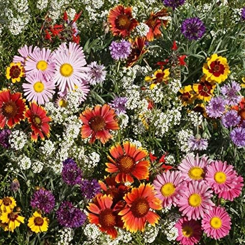 Birds & Butterfly Wild Flower Seed Mix (16 Ounce)