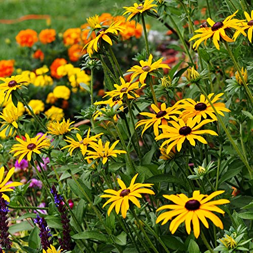 Mountain Valley Seed Co Wildflower Seeds Bulk (3200000 Count)