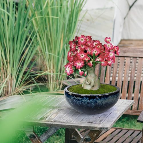 11 9 7 Inch Succulent Pot with Drainage and Mesh Pads Large Round Ceramic Plant Pot for Indoor Outdoor Plants Succulent Planter Cactus Bonsai Pot Container Set of 3 (3 Count)