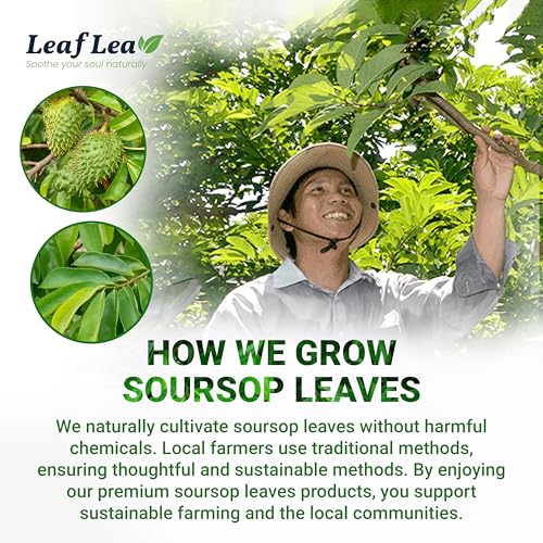 120 Soursop Tea Bags (120 Count)