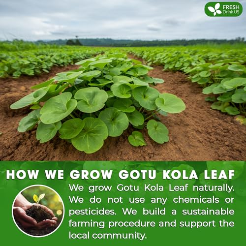 Gotu Kola Leaf Tea (40 Tea Bags)