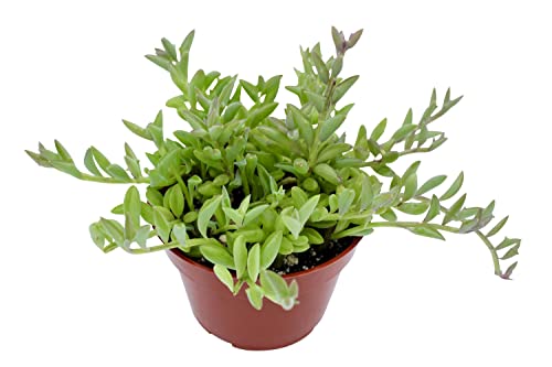 Live Succulent 4" String of Dolphins (4" / String of Dolphins)
