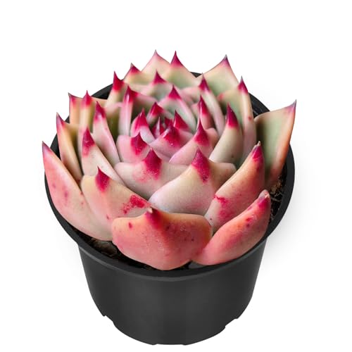 Echeveria Agavoides 'Blue Dragon' (Echeveria Agavoides 'Blue Dragon')