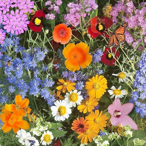 Annual Bulk Wildflower Seeds (16 Ounce)