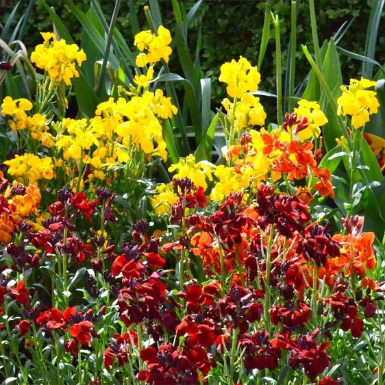 English WallFlower Seeds