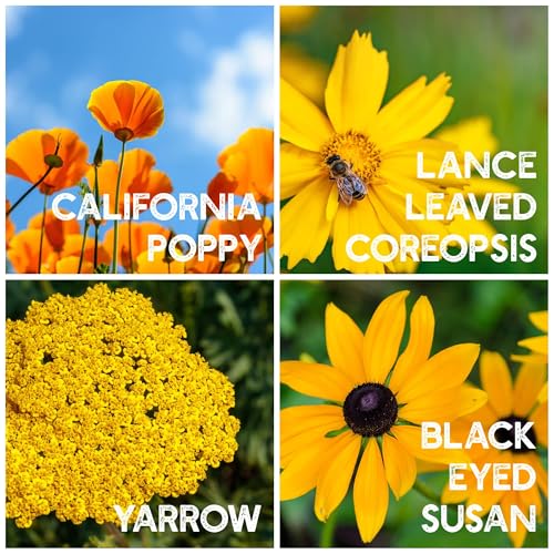 Mountain Valley Seed Co Wildflower Seeds Bulk (3200000 Count)