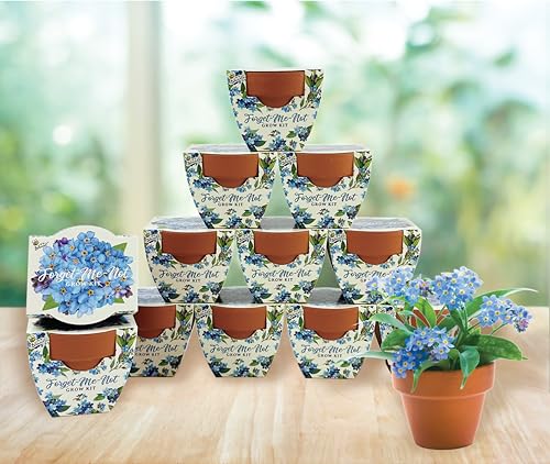 Seeds Forget Me (12 Count)