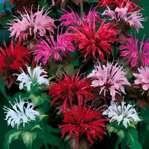 Grow Your Own Vibrant Wildflower Garden Mixture (100 Count)