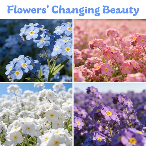 Forget Me Not Seeds 5500 Flower Seeds Forget
