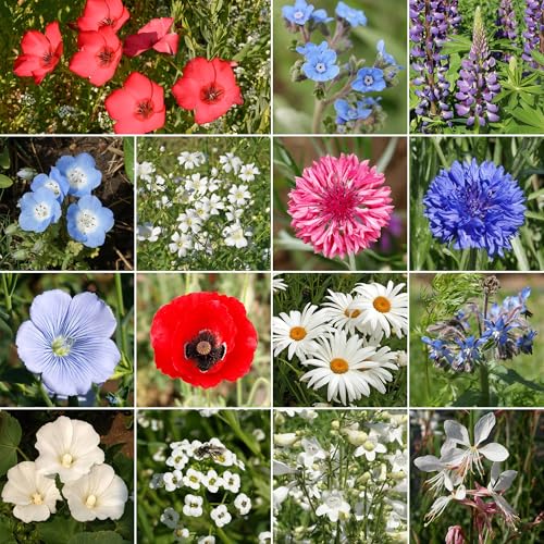 Red White & Blue Bulk Wildflower Seeds (16 Ounce)