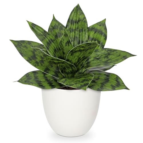 Artificial Snake Plants 9" Faux Agave Succulent Plant Potted in White Pot Fake Sansevieria Aloe Tropical Plant for Desk Modern Office Home Bathroom Indoor Outdoor Decor