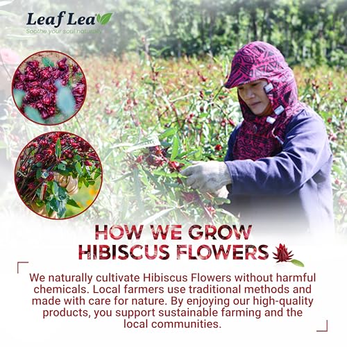Premium Hibiscus Flowers Tea Bags (240 Count)