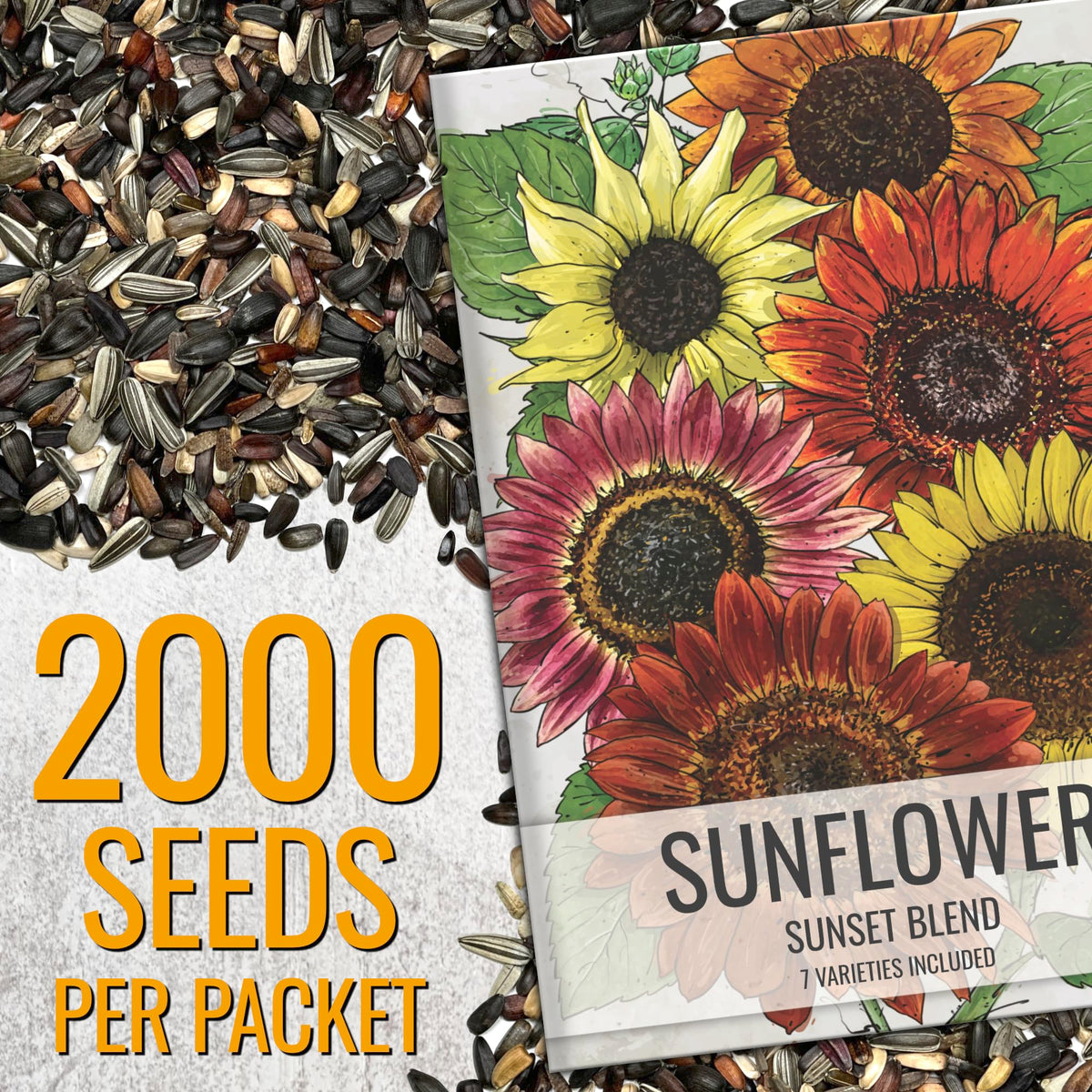 Sunflower Seeds to Plant Sunset Blend 2000 Seeds Bulk Pack