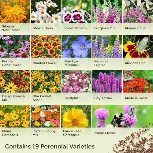 All Perennial Wildflower Mixed Seeds for Planting (800 Ounce)