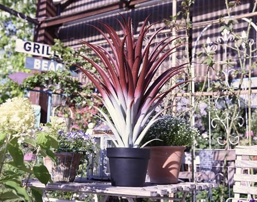 Hyper Realistic Big Red Artificial Aloe Vera Plant 26 Inches Tall. Large Faux Agave in Matte Black Pot