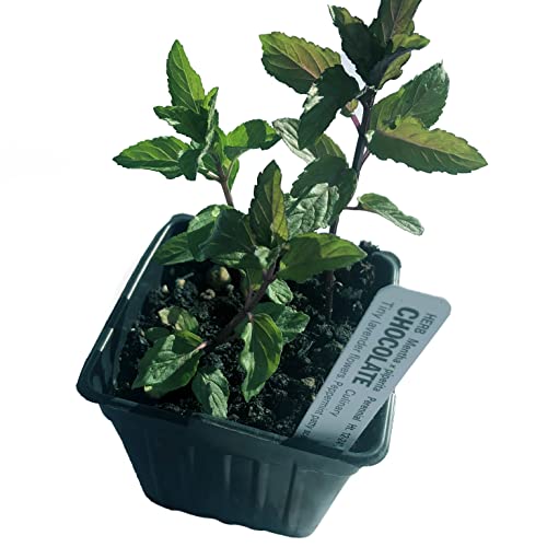 Organic Chocolate Mint Live Plant