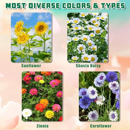 Indoor Daisy Garden Starter Kit (4 Count)