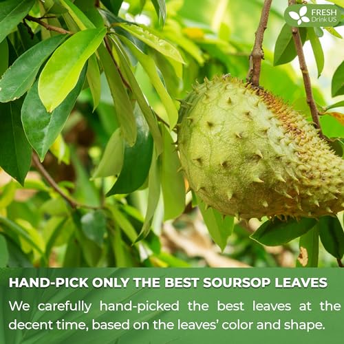 Premium 15 Bags Soursop Graviola Leaf Tea (15 Tea Bags)