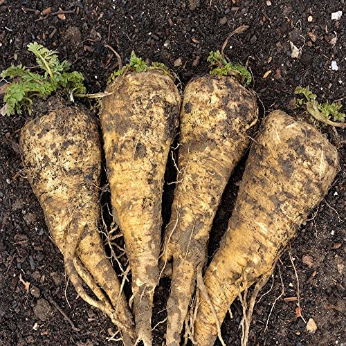 100+ Hollow Crown Parsnip Seeds for Planting