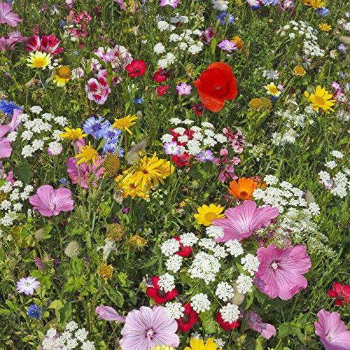 Mountain Valley Seed Co Wildflower Seeds Bulk