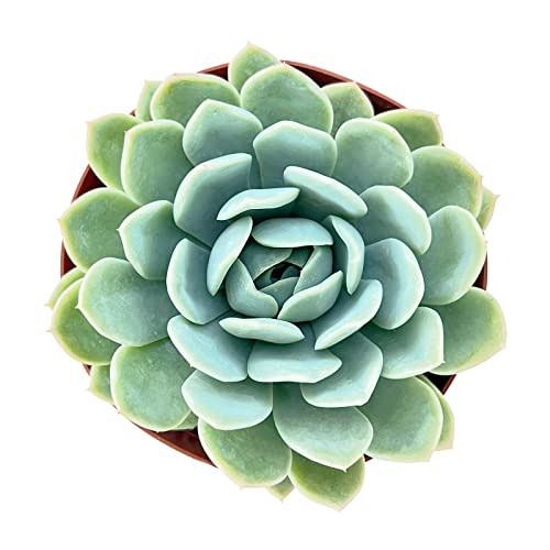 Echeveria 'Suryeon' Live Succulent Plant (Echeveria 'Suryeon')