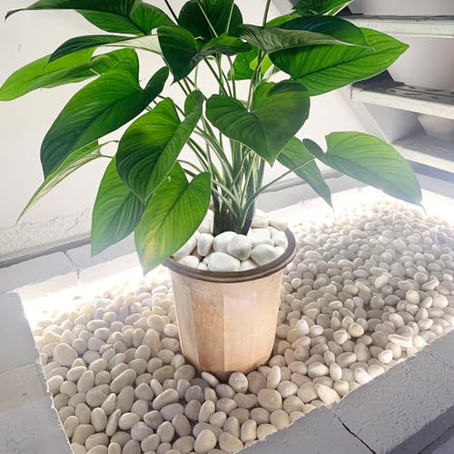 10 lbs White River Rocks for Plants