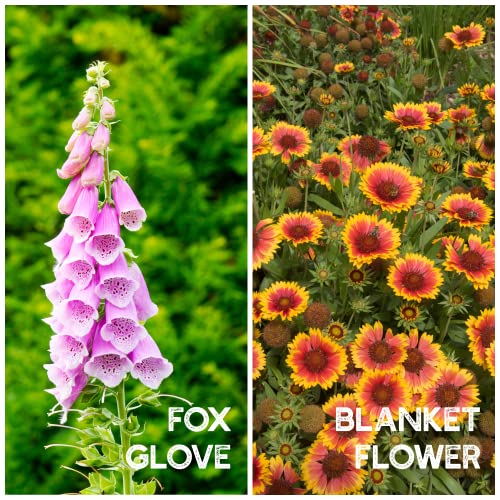 Mountain Valley Seed Co Wildflower Seeds Bulk (3200000 Count)
