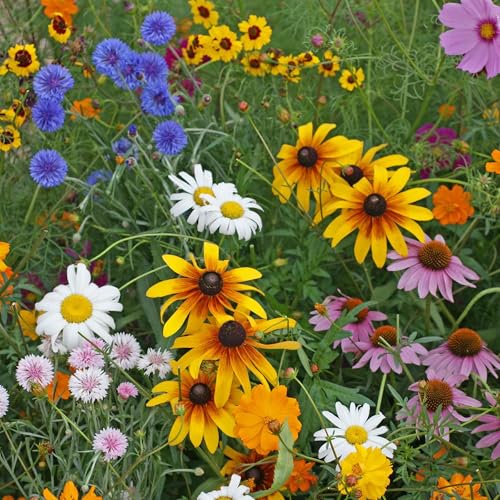 Cut Flower Wildflower Seed Mix (1 Ounce / Cut-Flower)