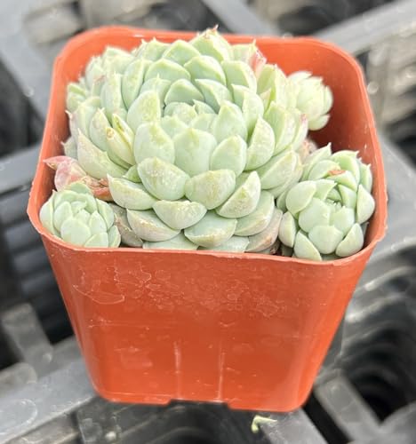 Echeveria 'Ball of Fat' (Echeveria 'Ball of Fat')