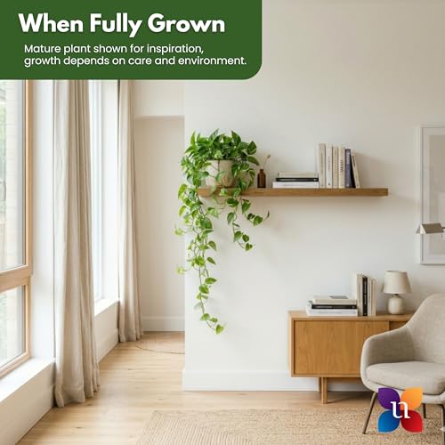 Golden Pothos Live Plant 10 (Plant Pot / 6-inch Plant Pot)