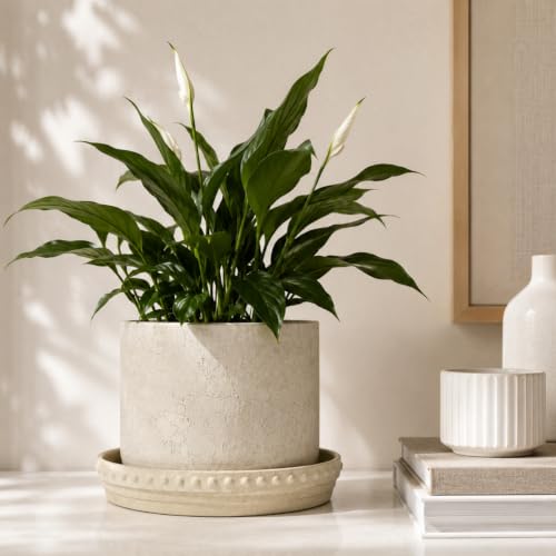 Plant Saucers (Beige White)