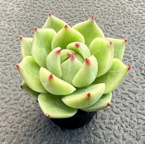 Echeveria Agavoides 'Blue Dragon' (Echeveria Agavoides 'Blue Dragon')