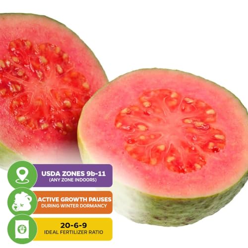 Bright Pink Guava Tree (Bright Pink Guava)