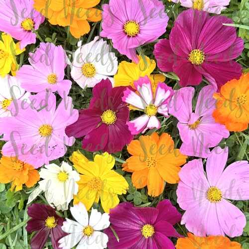 Flower Seeds Cosmos Original Crazy Mix (5 Count)