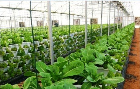 24 LARGE Vertical Gardening Planters (24 Count)