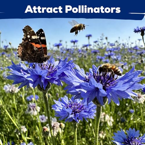 6000+ Cornflower Seeds Perennial for Planting