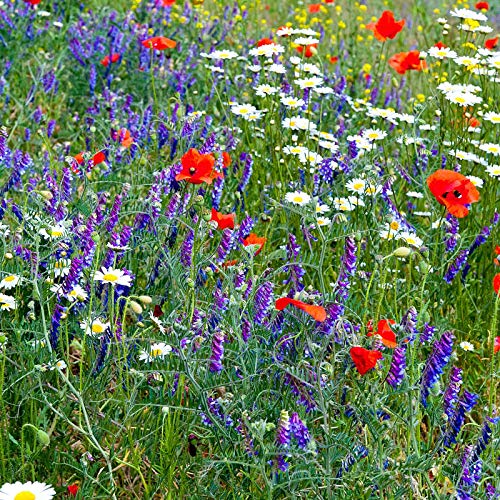 Mountain Valley Seed Co Wildflower Seed Bulk (80000 Count)