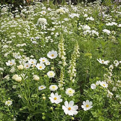 White Bulk Wildflower Seeds (16 Ounce)
