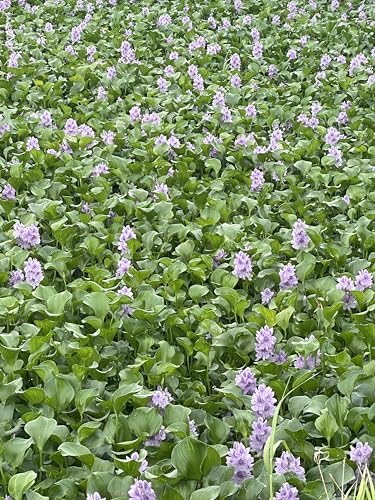 15 Water Hyacin Floating Water Garden Pond Plants (15 Count)