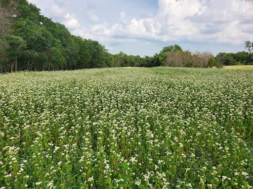 Sunflower and Buckwheat Seeds for Planting (12 Ounce)