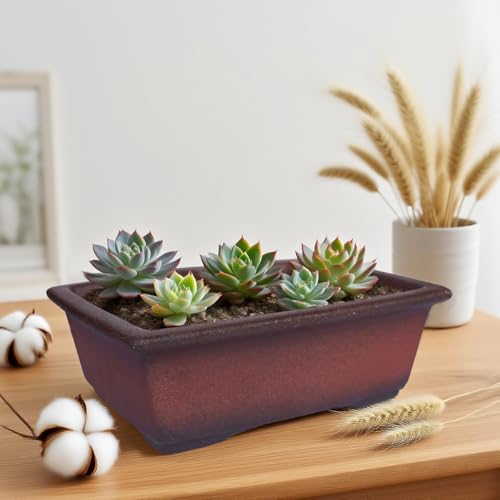 Decorative Ceramic Bonsai Planter Pot 8.5 Inch with Tray