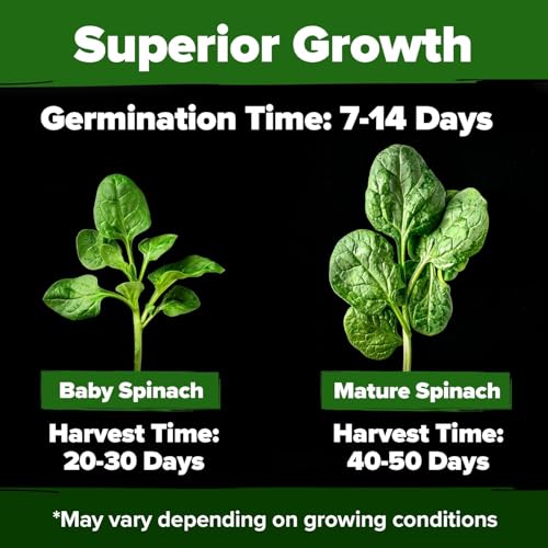 Bloomsdale Spinach Seeds