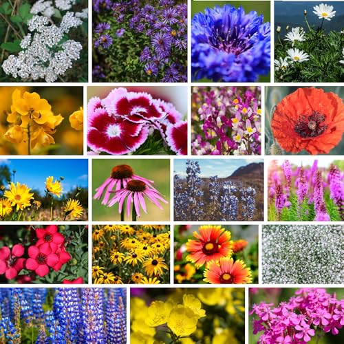 Mountain Valley Seed Co Northeastern Wildflower Seed 5 Lb 3.2 Million Seeds (80 Ounce)