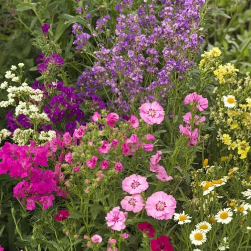 Bumblebee Buffet Bulk Wildflower Seeds (16 Ounce)
