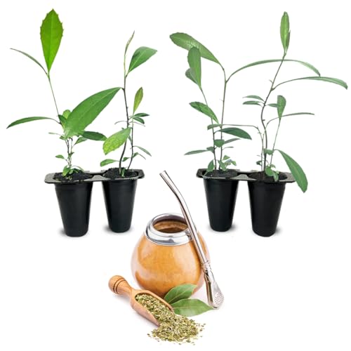 Yerba Mate Tea Plant (4 Count)